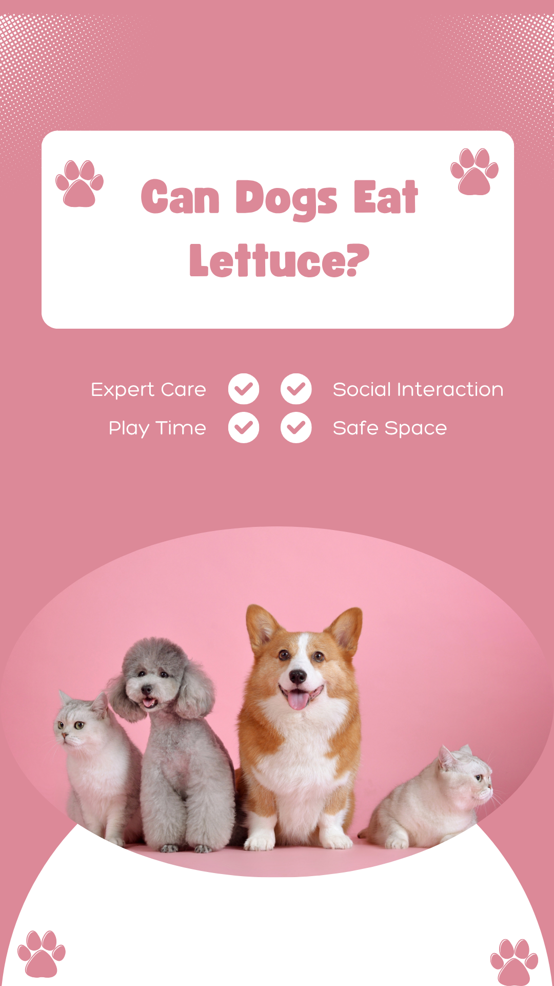 Can Dogs Eat Lettuce?