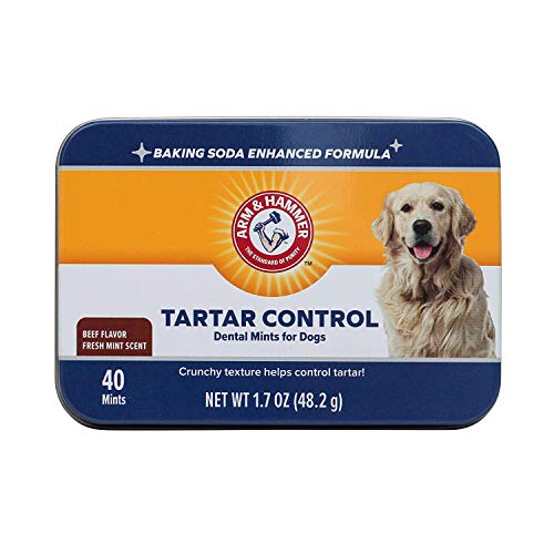 Can Dog Eat Mint