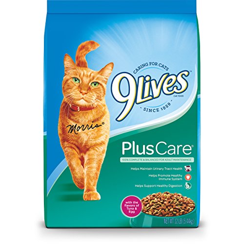 What Do Stray Cats Eat