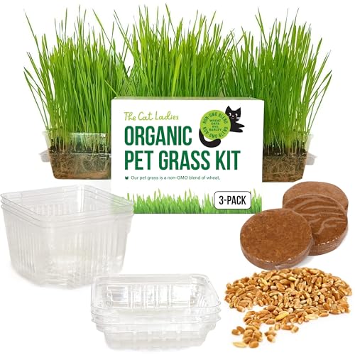 Why Do Cats Eat Grass