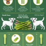 Can Dogs Eat Asparagus? Understanding the Nutritional Benefits and Risks