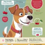 Can Dogs Eat Cherries? Understanding the Risks and Benefits